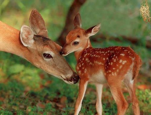 親子のふれあい　小鹿