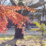 認知症の脳が飾ることをやめても