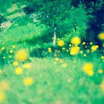 認知症老人へのケア○○○って？