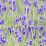 高齢者の認知症の原因を脳に求めるのは無理