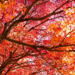正しい祖父母のあり方って？