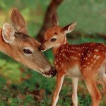 母は　私の子どもの頃からの応援者で、理解者になろうとしてた