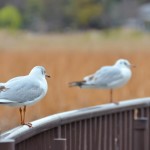 痛みを忘れていた時間の幸福感覚をイメージする