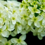 　ＥＮＪＯＹの今年になりそうな．．．予感