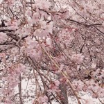 桜の花が潔く ぱっと咲いてすっと散る